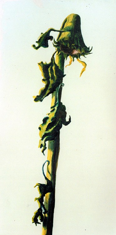 the sad sunflower painting  raphael perez story biography by his   flowers artworks