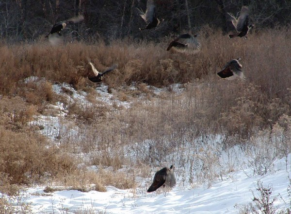 Taking flight
