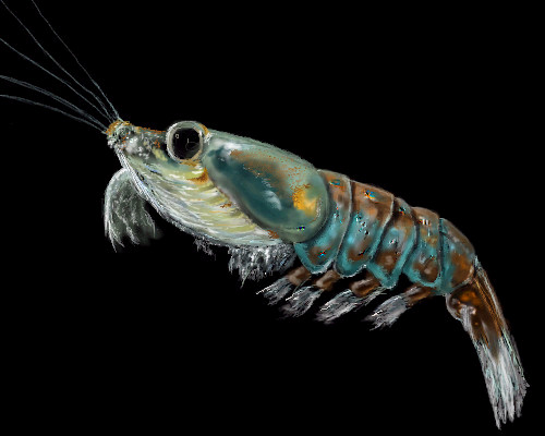 Antarctic Krill