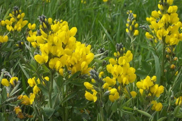 Golden Banner a Colorado Wildflower