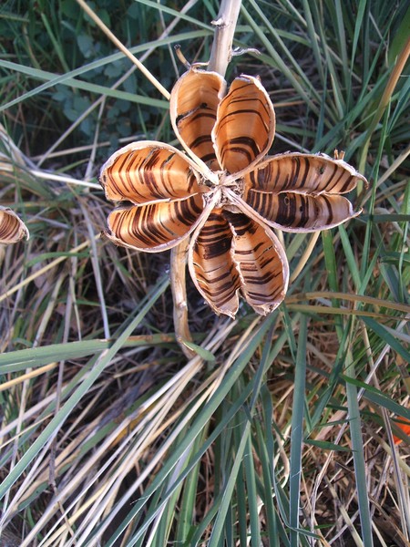 Pod