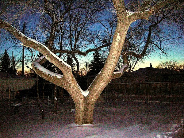 The Family Tree