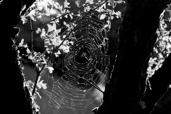 The net