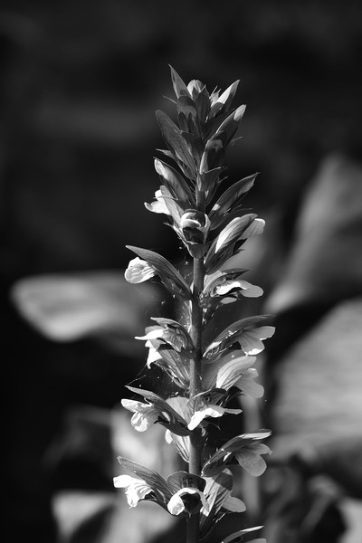 Spike Bloomed