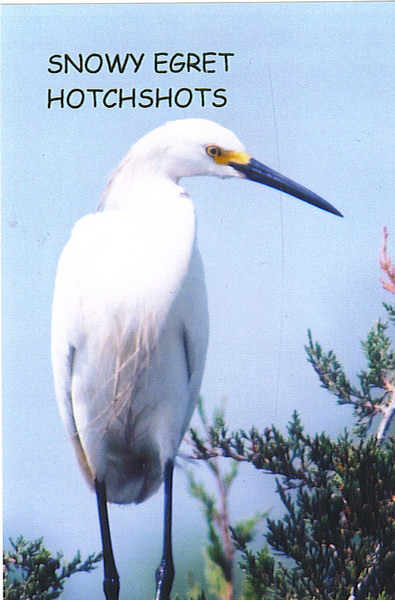 SNOWY EGRET 3