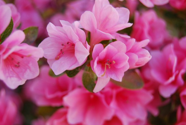 In Full Bloom