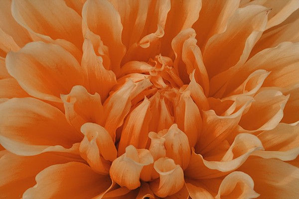 Orange Flames