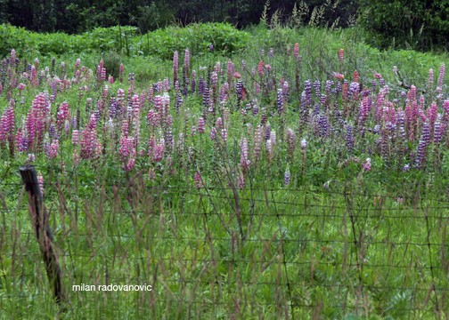 Lupines