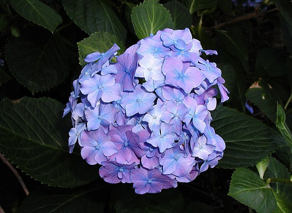 Capitol Park Hydrangea 
