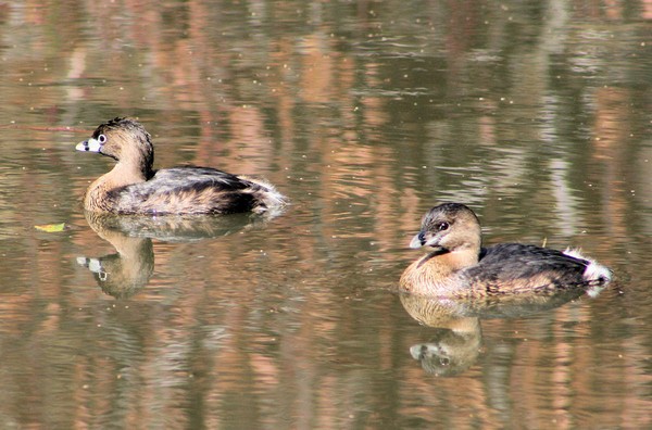 Pie Billed Grebes