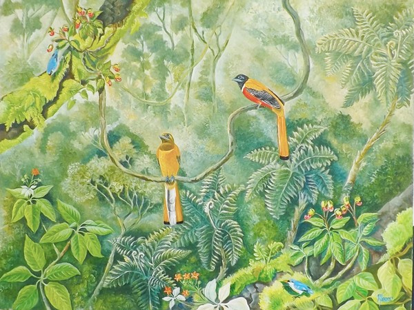 Malabar Trogons in the forest