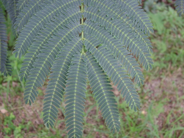 Leaves of the Mamossa