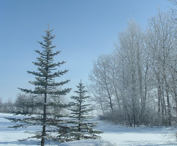 Winter trees
