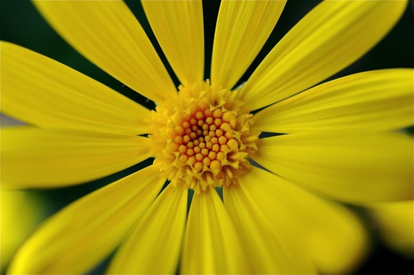 Yellow for You