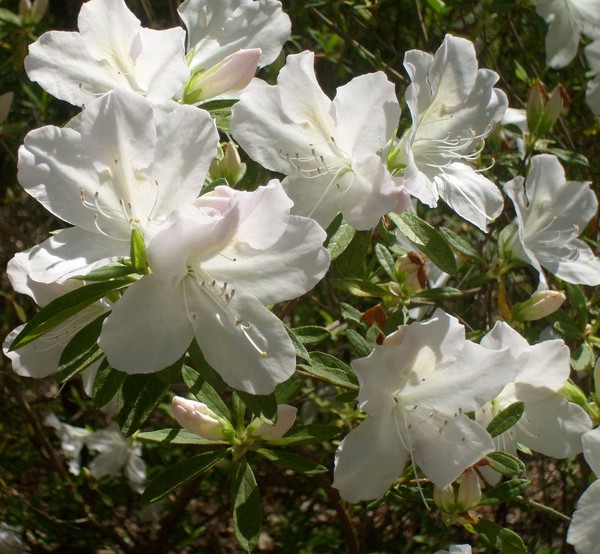 Blooms of Spring, White Azalea