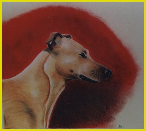 Sophie the Lurcher