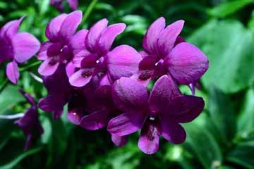 Purple Orchid