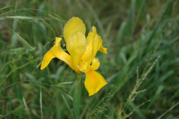 Yellow Iris