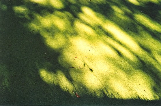 Organic Greenlight Shadow 