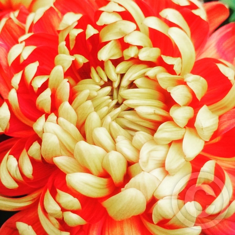 Oranges and yellows