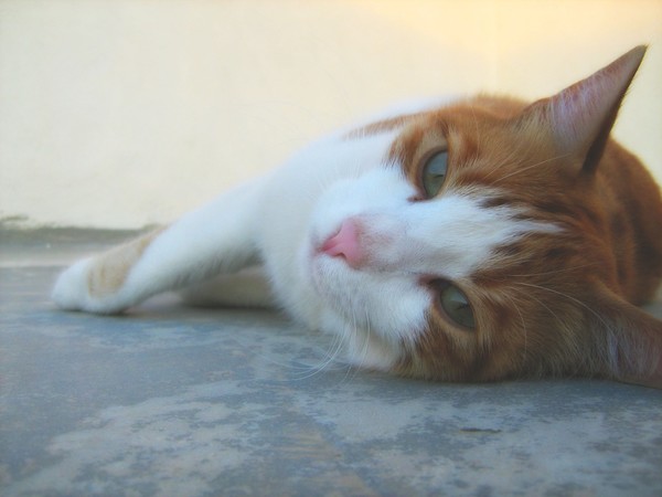 Taking a Break from Mischief...