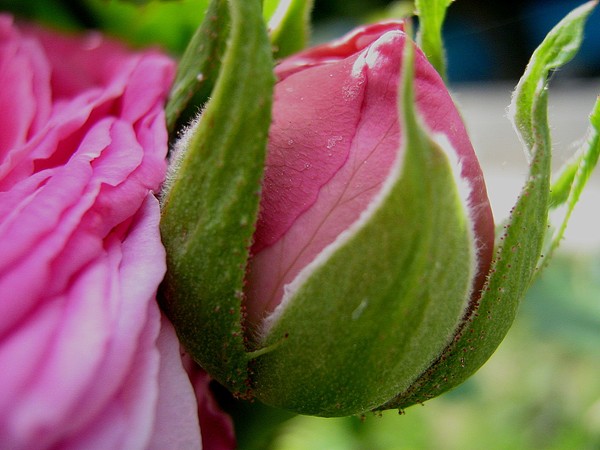 the blossom
