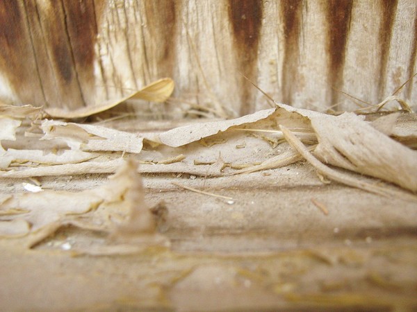 composition -nature
