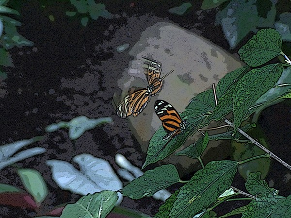 Butterflies