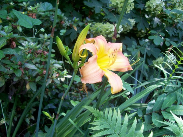 Lily. Photo.