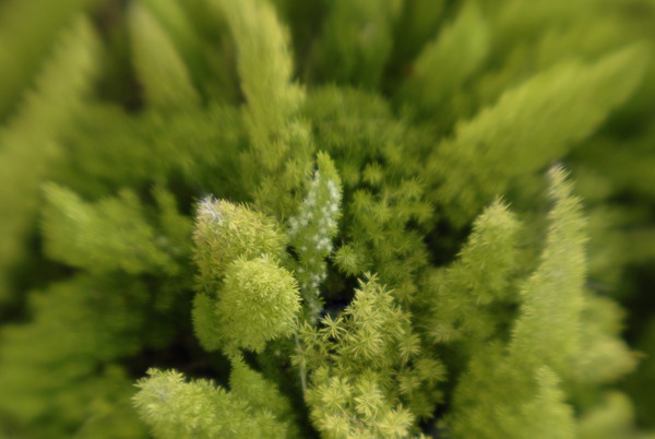 Luxurious Ferns
