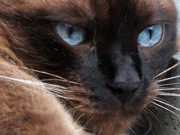 Blue Eyes