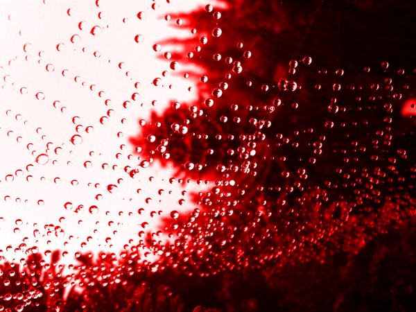 Spider Web and Dew..!