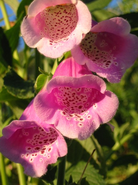 Spotted Pink 2