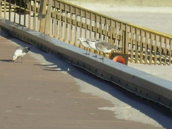 birds on the boardwalk