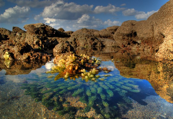 ocean in bloom
