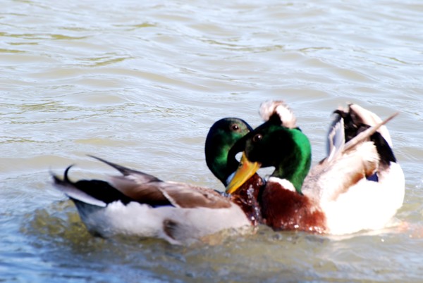 Entwined