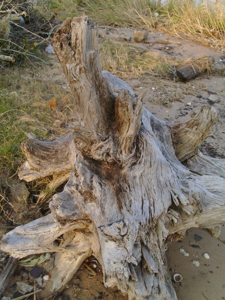 Big Driftwood