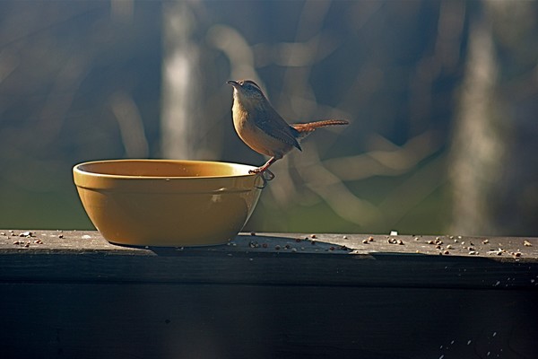 Mrs. Carolina Wren