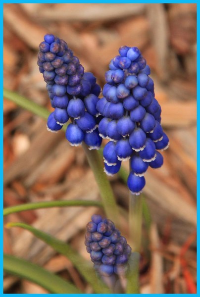 BLUE BLOSSOM