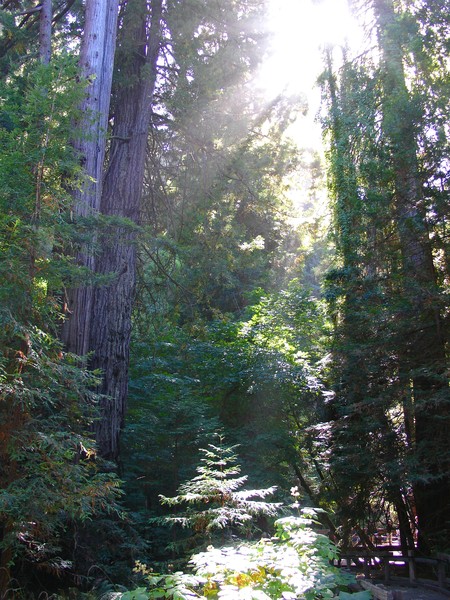 Muir Woods