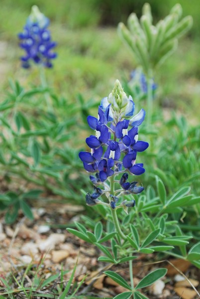 Bluebonnet