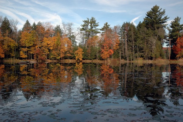 Fall Colors