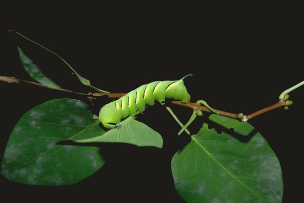 Fawn Sphinx Moth caterpillar