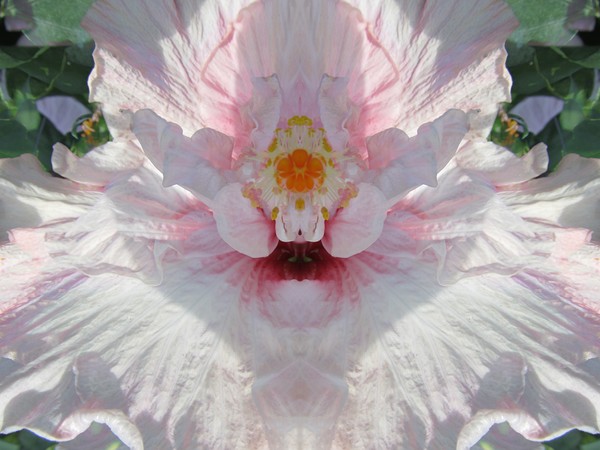 Hibiscus Mystery
