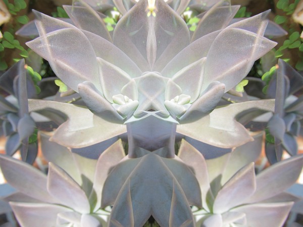 Succulent