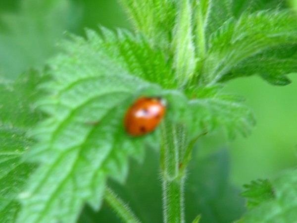 Ladybug 2008