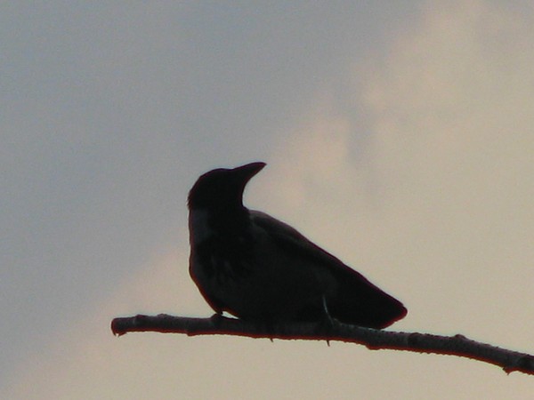 ..summer bird silouette;=)2008