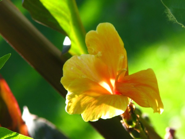 joy of summer..in midst of all...