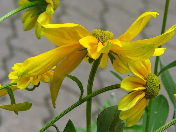 yellow florals series