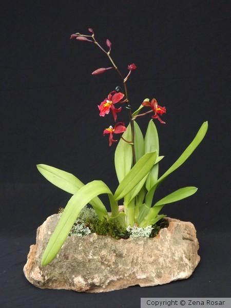 Orquidea